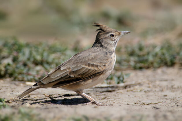 动物凤头云雀（galeridacristata）近距离坐在地上沙漠特写野生