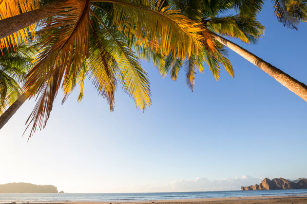 自然哥斯达黎加美丽的热带太平洋海岸阳光明媚树背景