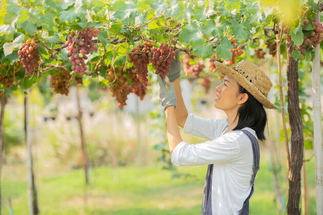 女人快乐的微笑欢快的葡萄园女穿着工作服和农家礼服草帽工人集群水果