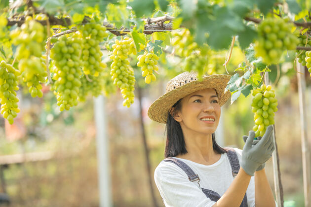 新鲜快乐的微笑欢快的葡萄园女穿着工作服和农家礼服草帽紫色特写水果