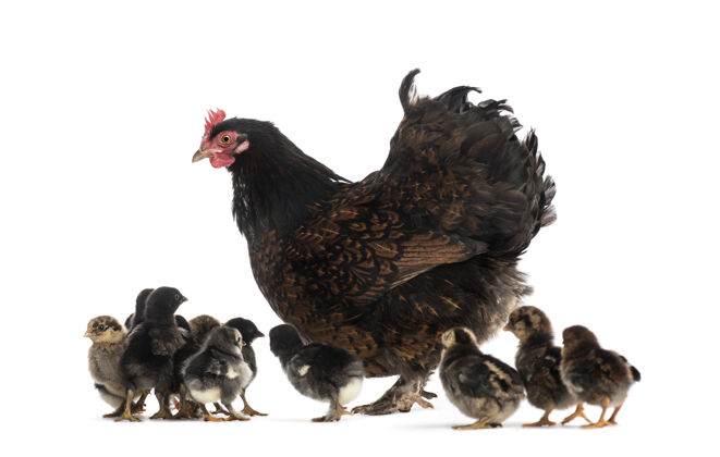 隔离母鸡和她的小鸡们家养保护家养