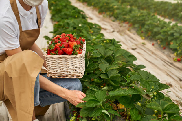 工作戴面具摘草莓的女园丁特写镜头流行病农业成熟