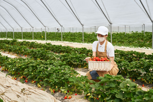 园艺戴着面具蹲着收割草莓的女人围裙采摘成熟