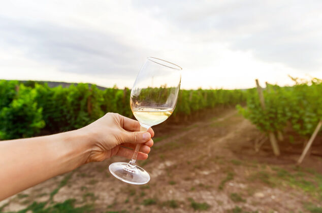葡萄年轻的女人正在葡萄园享受品酒的乐趣酒杯葡萄园日落