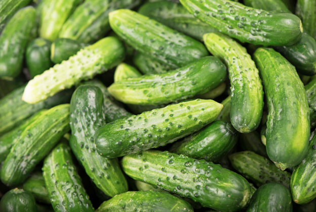 健康有机产品 健康食品 采摘待用 腌制蔬菜 腌制cucumbers.lot以小黄瓜为背景素食自制大