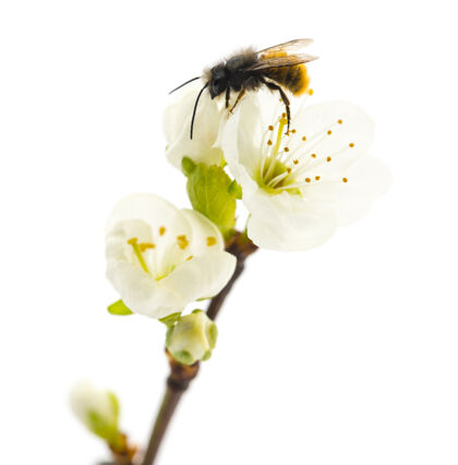 动物蜜蜂授粉的花-蜜蜂 隔离在白色肥料花卉无脊椎动物