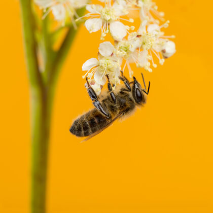 昆虫蜜蜂在橘黄色的墙前觅食饲料肥料花