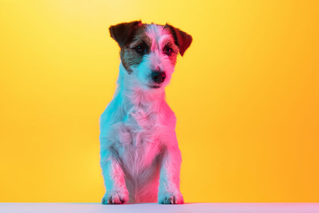 动物可爱的小猎犬在霓虹灯下的工作室里摆出孤立的姿势友谊狗肖像