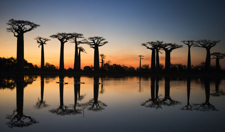 树日出时的猴面包树在马达加斯加的水面上倒影树枝风景硬木