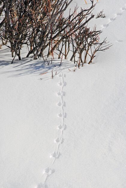 树灌木丛附近雪地里的动物脚印轨道森林散步