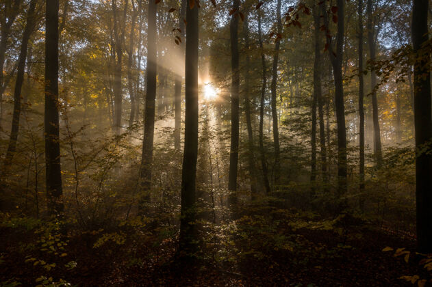 太阳星雾蒙蒙的早晨 奥登瓦尔德德国树寂静