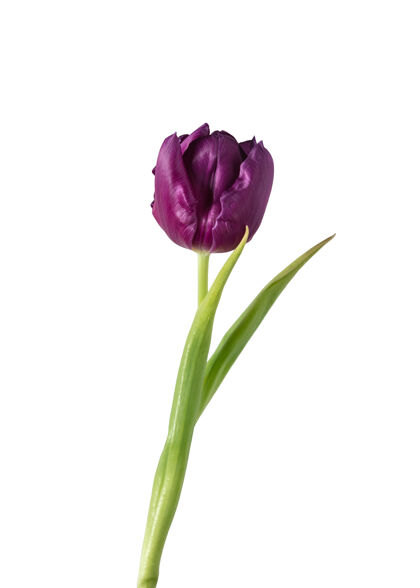 香草紫色白色背景上隔离的美丽的新鲜郁金香的特写镜头有机 花朵 春天的心情 花瓣和叶子的柔嫩和深沉的颜色华丽和辉煌叶花粉色