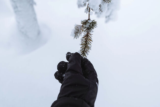 冒险手伸向一棵雪树在里什通图里国家公园 芬兰雪鞋森林云杉