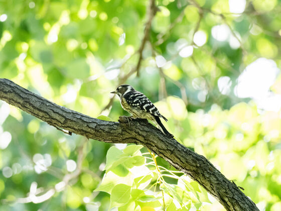 日本可爱的日本侏儒啄木鸟坐在树枝上在阳光明媚的天气分支日本鸟