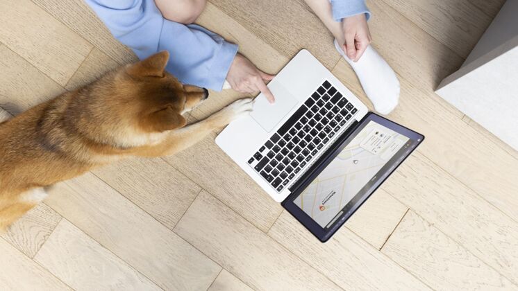 在一起高角度的年轻女子在她的狗旁边的笔记本电脑上工作游戏生活方式房子