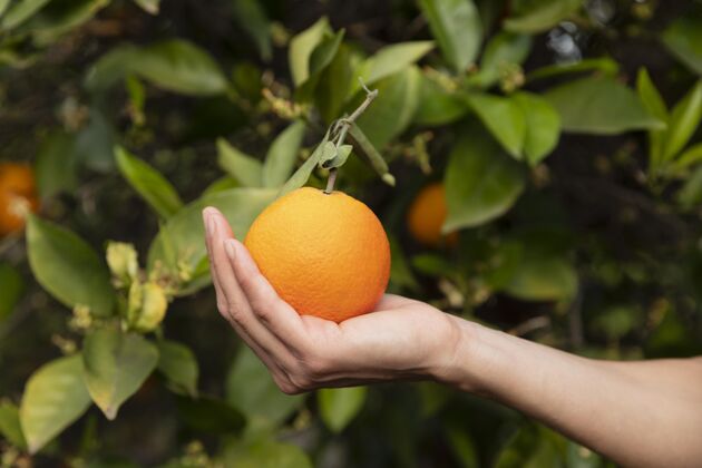 食物手里拿着桔子的女人柑橘有机树