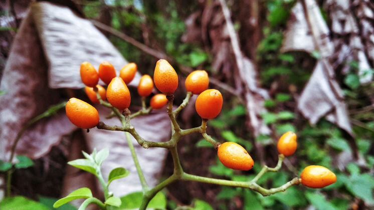 叶橘色的君利花树环境水果