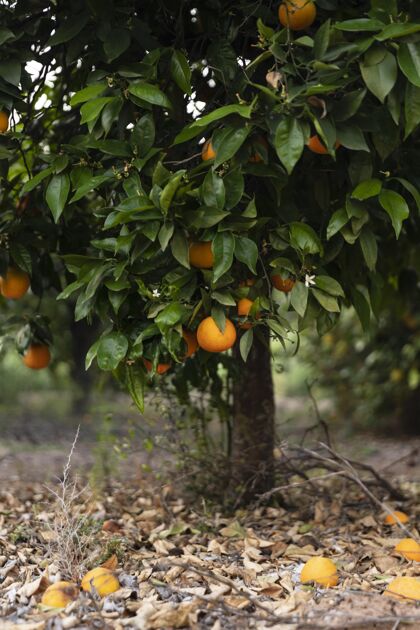 园艺美丽的橘子树 果实成熟成熟植物多汁