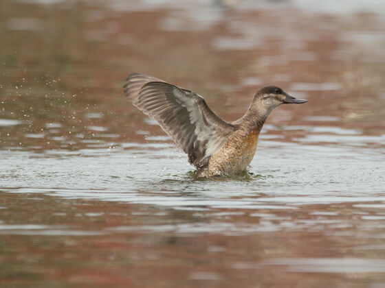 池塘湖上鸭子的特写镜头春天羽毛自然