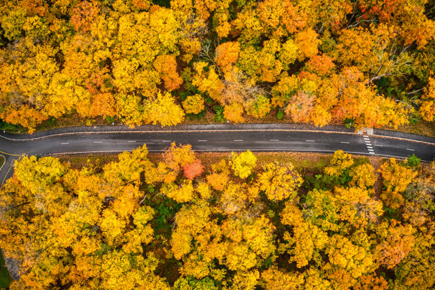 道路空中拍摄的一条长长的小径穿过黄色的秋树道路树叶天空