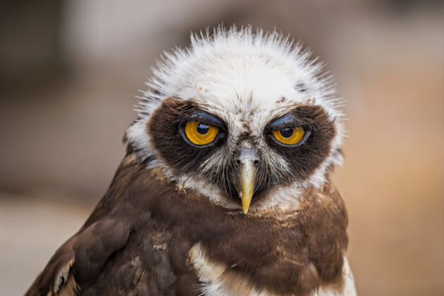 肖像一个可爱的猫头鹰鸟看前面的特写肖像捕食者脸观看