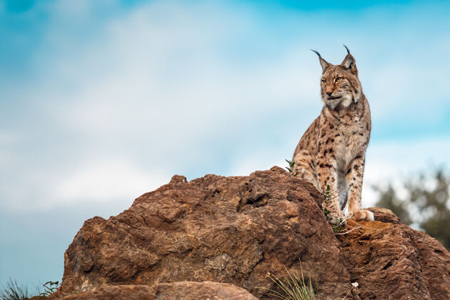 野生动物伊比利亚猞猁栖息在岩石上 望向地平线食肉动物自然猫科动物