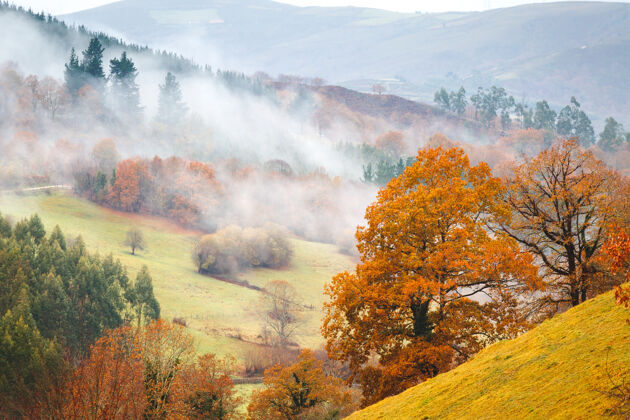 风景秋天的树和雾森林雾雾
