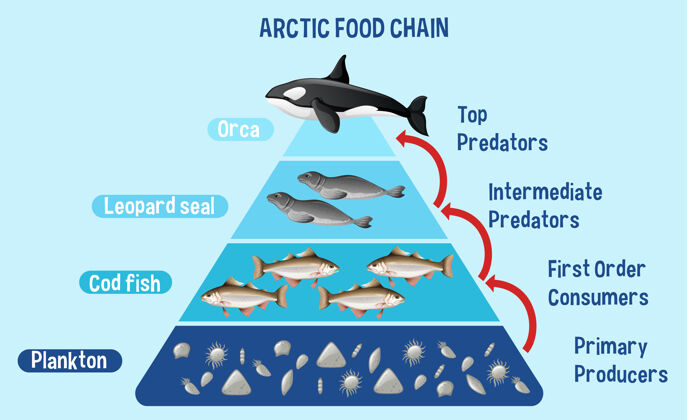 次要北极教育食物链示意图教育猎人代表