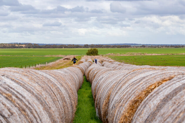 农村在多云的天空下 一群孩子在一长排圆形的干草捆上奔跑玉米干草干草
