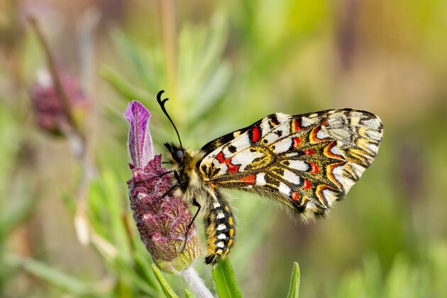 公园特写镜头的一个zerynthiarumina蝴蝶坐在花园里的花捕捉白天开花夏天西班牙