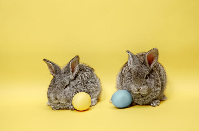 柔软黄色墙上画着彩蛋的复活节兔子油漆季节漂亮