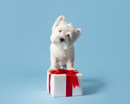 品种可爱的白狗与礼物毛皮纯种可爱