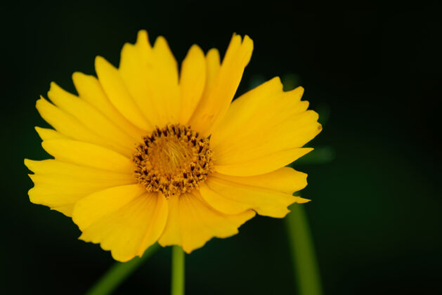 开花近距离拍摄的黄色种子花在一个模糊的自然美花