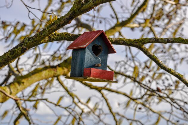 屋顶特写镜头中的一个可爱的鸟房子在红色和蓝色的心脏挂在树上天空森林动物