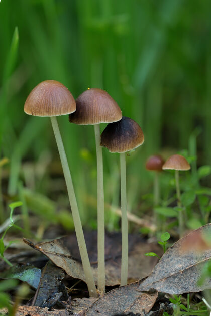 蘑菇地上有蘑菇树叶大自然大地
