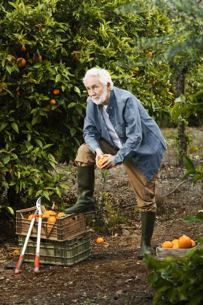 柑橘老人站在他的橘子树旁边水果种植园农产品