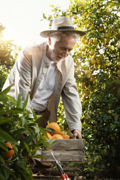 树木橘子园的老人健康种植园柑橘