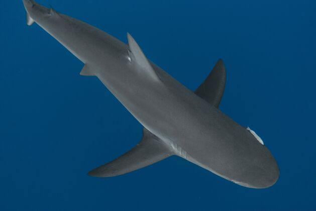 动物鲨鱼在水下游泳的景象水水生水下
