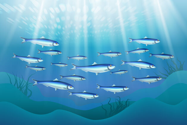 水藻鱼群插图海水下鱼