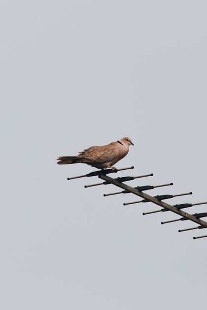 鸟类小鸟坐在天线上 背景是灰色的天空特写动物动物