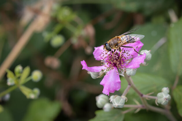 花园粉红色花朵上的气垫苍蝇的宏镜头美丽细节翅膀