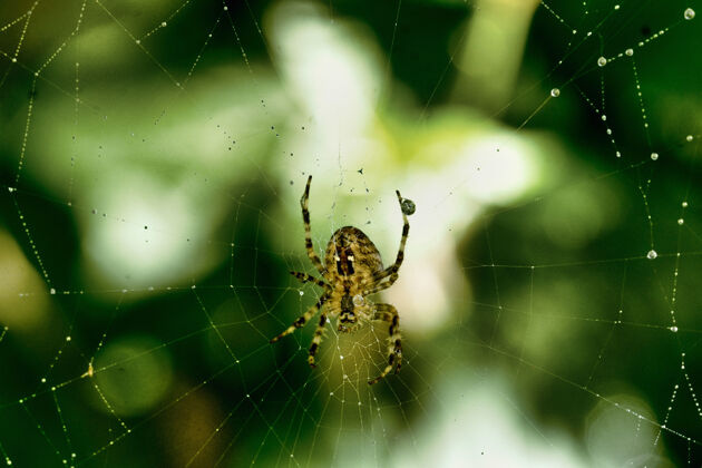 结构蜘蛛网上蜘蛛的特写镜头木材新鲜蜘蛛