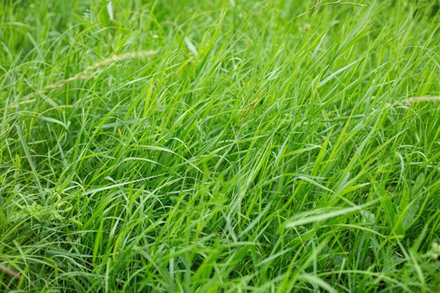 乡村高角度拍摄的美丽的绿草覆盖草地捕获在白天夏草地景观