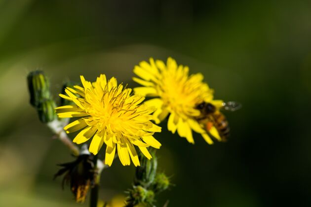 山猫黄色的母猪蓟花 被一只忙碌的蜜蜂授粉收集花粉为蜂蜜芽动物特写