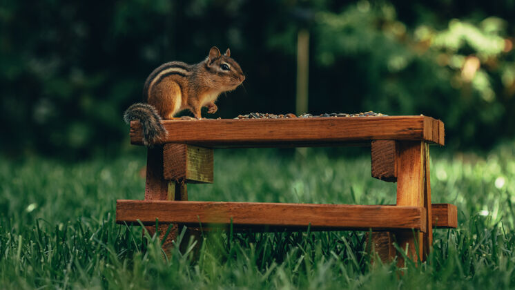 坚果一只可爱的小松鼠在地里的木头表面吃坚果的特写镜头毛茸茸的公园木头