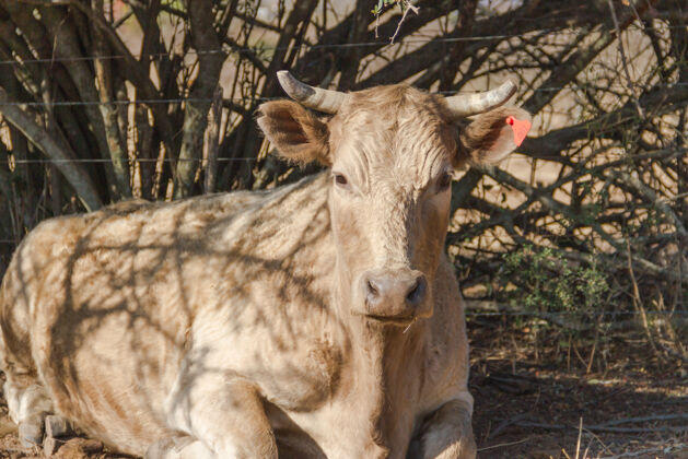 动物有角的米色牛的特写镜头农场肖像农业