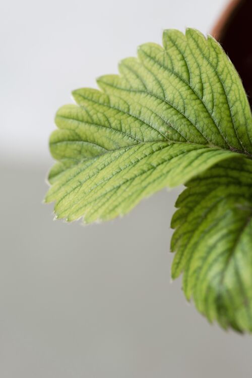 室内室内绿色植物静物构成生长房子静物