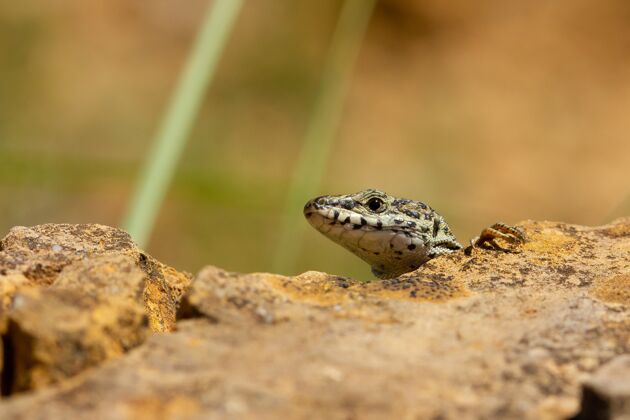 小型石头后面蜥蜴头的软焦点爬行动物蜥蜴生态系统