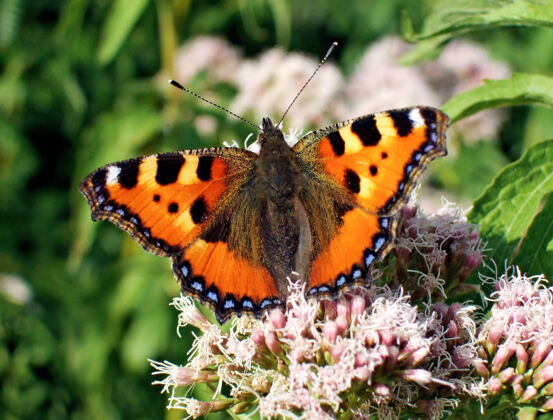 翅膀一只橙色蝴蝶在花上的微距镜头特写昆虫夏天