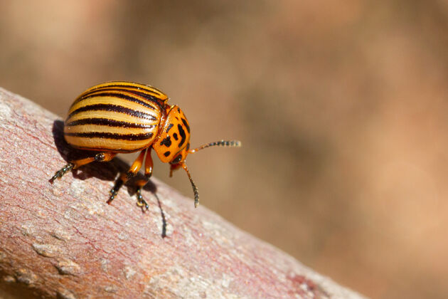 单一特写镜头科罗拉多马铃薯甲虫在树表面蝴蝶动物无脊椎动物